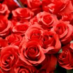 Reasons to Choose Online Flower Delivery in Ahmedabad